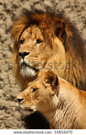 lions and lionesses. of a Lion and Lioness