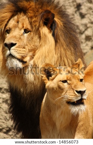 lions and lionesses. of a Lion and Lioness
