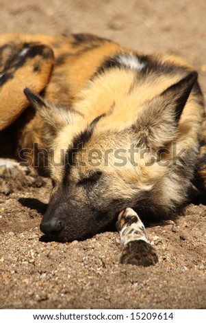 Photo of a African Wild (painted) dog