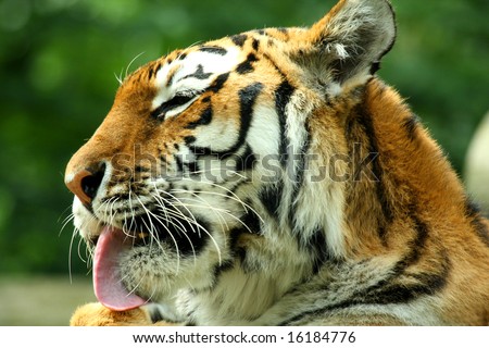 photo of a tiger - close up