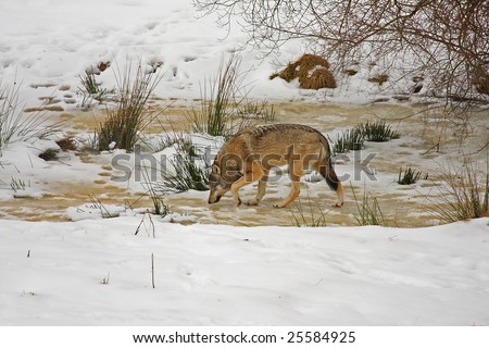 Pack of wolves in the snow