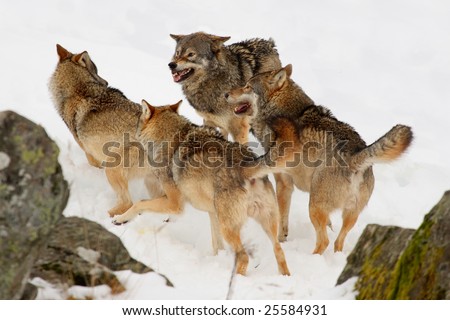 Pack of wolves in the snow