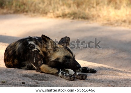 Wild dogs (painted) in Sabi Sand, South Africa
