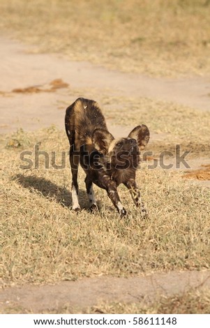 Wild dogs (painted) in Sabi Sand, South Africa
