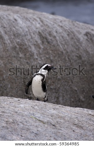 stock photo : Penguin at boulders beach, capetown, south africa