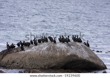 Boulders Beach Cape Town