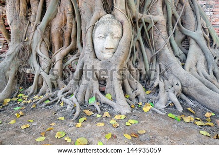 Head of sandstone Buddha in the tree roots.