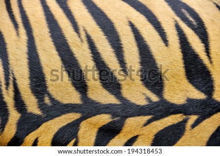 Pattern,fur and skin of tiger.