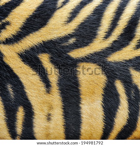 Pattern,fur and skin of tiger.