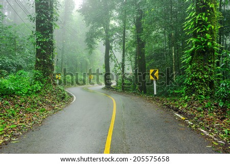 The road cuts through the rain forest.