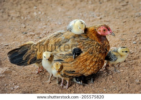 Family of hens and chicks.