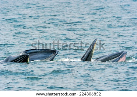 Bryde\'s whale foraging in the sea.