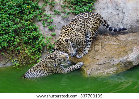 Jaguars have fun in pond.
