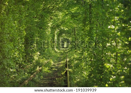 Natural tunnel of love formed by trees in Ukraine, Klevan.