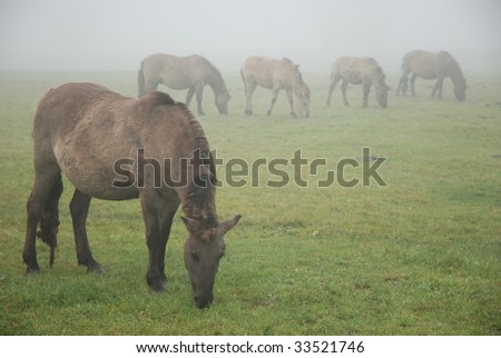 Five horses grazing in a row with one of them in front, in a misty field.