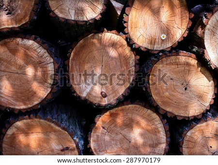 small daisies in a felled tree log cabins tecture