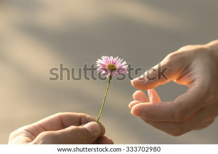 Hand gives a wild flower with love. romance, feelings