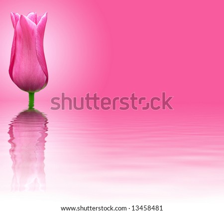 pink backgrounds images. flower on pink background