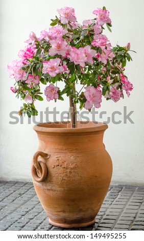 Pink Azalea in big clay vase