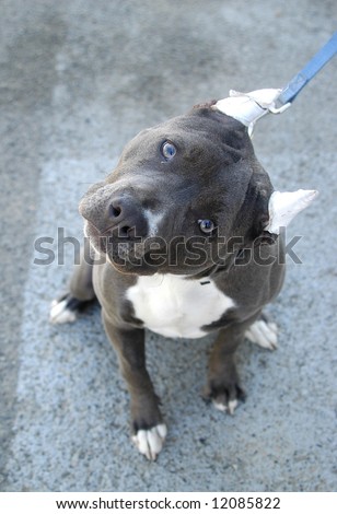 Blue Nose pit bull terrier with tilted head and bandaged ears