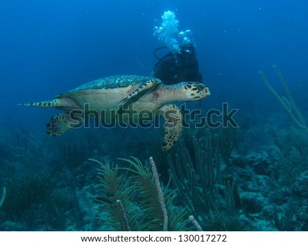 Swimming with Loggerhead Turtle