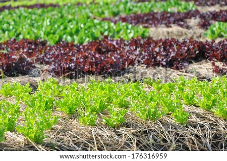 Agricultural industry. Growing vegetable and salad lettuce on field