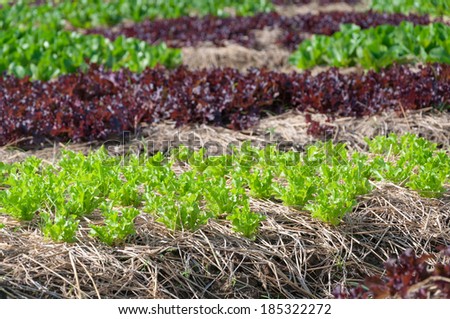 Agricultural industry. Growing vegetable and salad lettuce on field