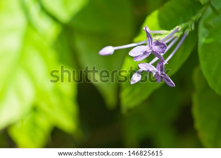 Purple flower on green back ground