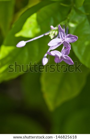 Purple  flower on green back ground