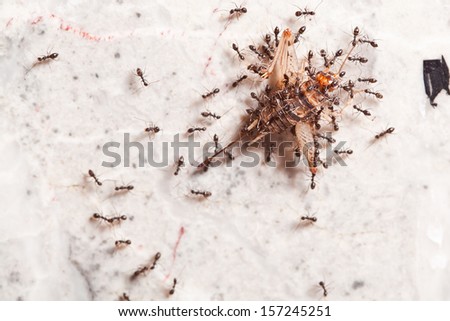 Teamwork of Ants at Marble Wall