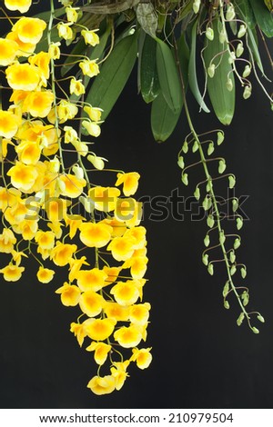 Yellow orchid, Honey fragrant orchids isolated on black