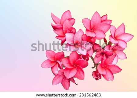 Pink flowers isolated on pink yellow and blue
