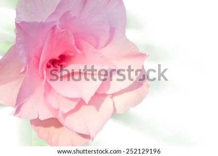 Pink desert rose or Impala lily