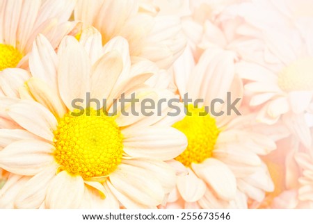 Chrysanthemums isolated on white