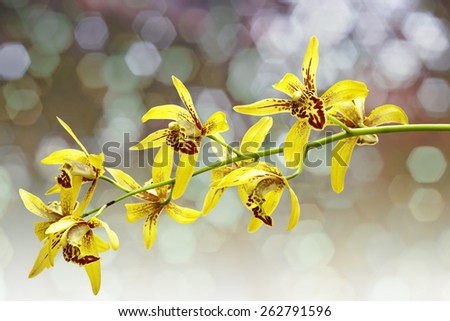 Yellow orchid, Ground orchid isolated on white