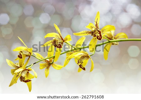 Yellow orchid, Ground orchid isolated on white