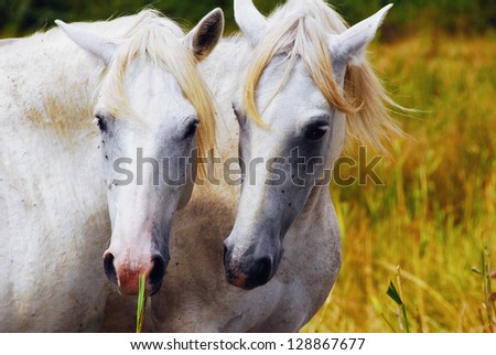 Portrait of horse wild in camargue french Region
