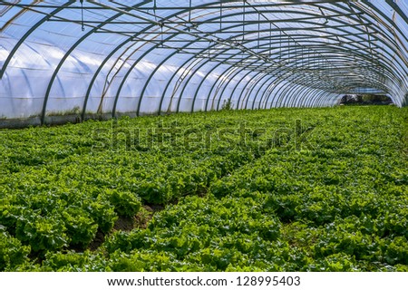 Young plants growing in a very large plant nursery in the france