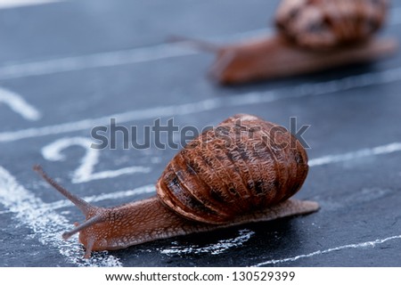 Snail Crosses The Finish Line As Winner