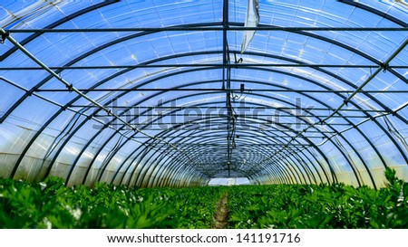 inside view of an greenhouse where grows celery