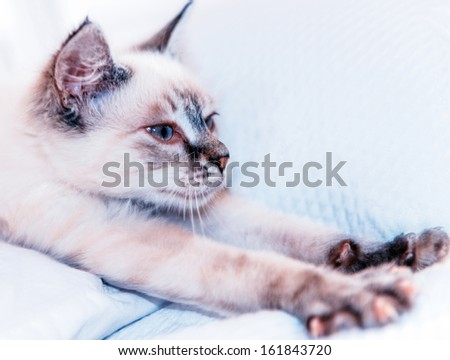 beautiful cat trying to stretch to relax