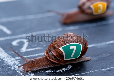 snail crosses the finish line as winner