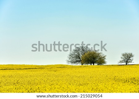 Three umbrella-shaped trees on the horizon line between the endless yellow field and light blue sky