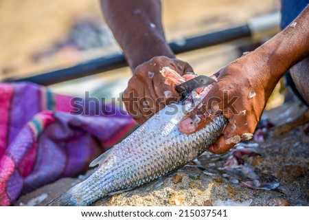 Closeup to fisher\'s hands cleaning the fresh fish on a piece of stone in the open air fish-market