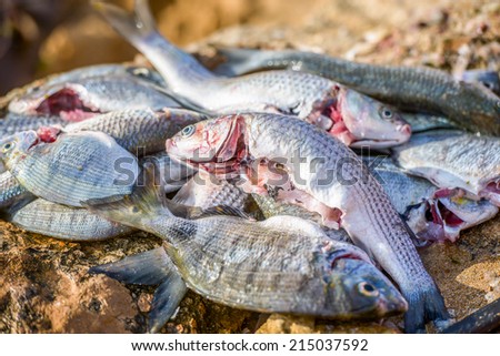 closeup of Fresh catch of fish