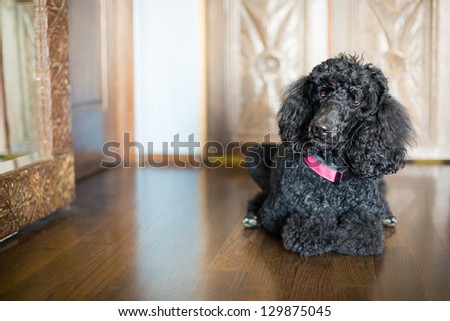 Black Standard Poodle laying on wood floor