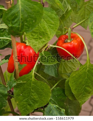 Red peppers growing vertical