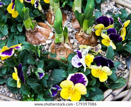 Flower bulbs with violas in a basket horizontal