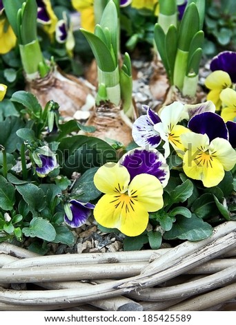 Flower bulbs with violas in a basket