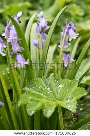 Campanula flowers above a leaf with dew